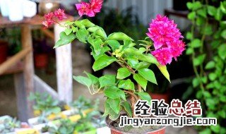 三角梅开花时需多浇水吗为什么 三角梅开花时需多浇水吗