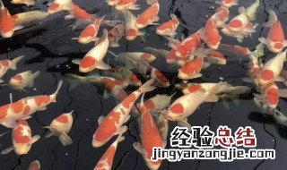 锦鲤为什么不吃食 锦鲤为什么不吃食了