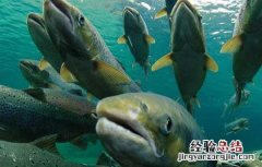 鳕鱼产自于哪里 鳕鱼产地在哪里