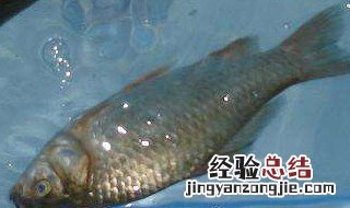 野钩鲫鱼饵配方 这两款配方鲫鱼超爱