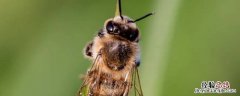 蜜蜂蜂王死了其他蜜蜂都会死吗 蜂王多久会死