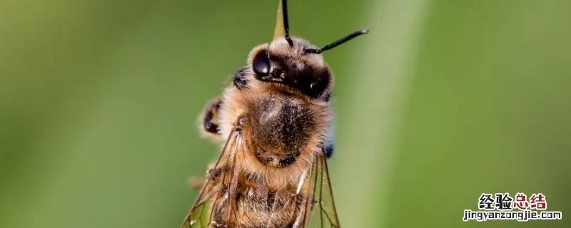 蜜蜂蜂王死了其他蜜蜂都会死吗 蜂王多久会死