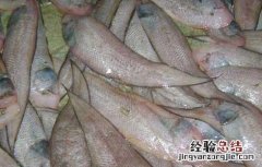 龙利鱼的产地在什么地方 龙利鱼产地在哪里