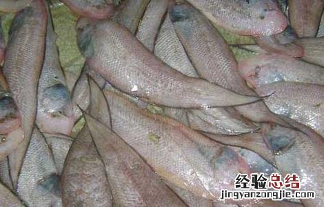 龙利鱼的产地在什么地方 龙利鱼产地在哪里