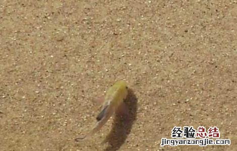 沙漠鱼叫什么名字 沙漠鱼是什么鬼