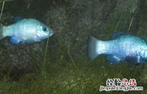 沙漠鱼叫什么名字 沙漠鱼是什么鬼