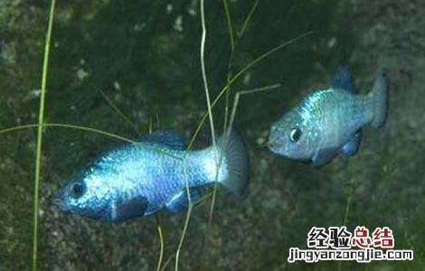 沙漠鱼叫什么名字 沙漠鱼是什么鬼