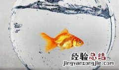 钓鲤鱼要钓多深水? 来这里看一下权威的说法