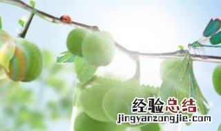 随便果减肥正确吃法 随便果减肥的吃法