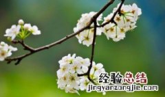 春天的祝福词 春天的祝福词语四个字