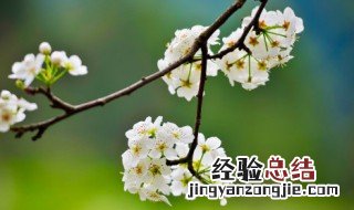 春天的祝福词 春天的祝福词语四个字