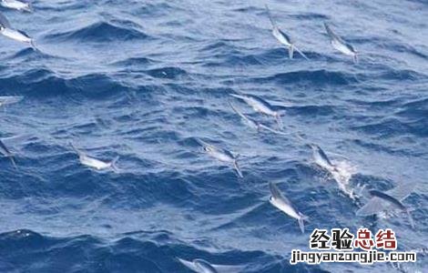 飞鱼长什么样子 飞鱼长什么样子?