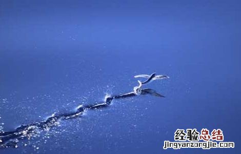 飞鱼长什么样子 飞鱼长什么样子?