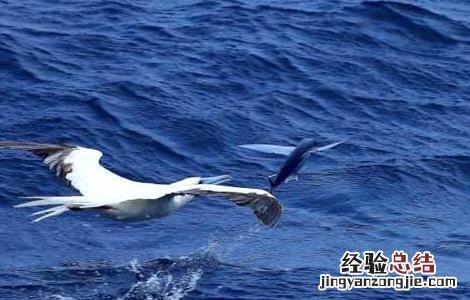 飞鱼长什么样子 飞鱼长什么样子?