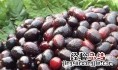 乌梅的作用 乌梅的作用与功能主治