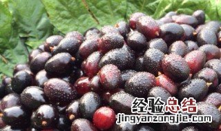 乌梅的作用 乌梅的作用与功能主治
