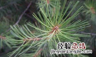 马尾松针的功效与作用图片 马尾松针的功效与作用