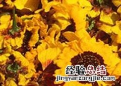 吃雪菊的功效与禁忌 雪菊的功效与作用及禁忌症