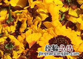 吃雪菊的功效与禁忌 雪菊的功效与作用及禁忌症