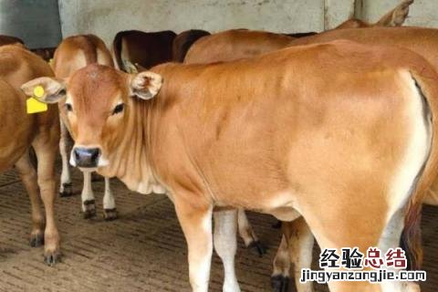 牛的品种及图片大全介绍 牛的品种