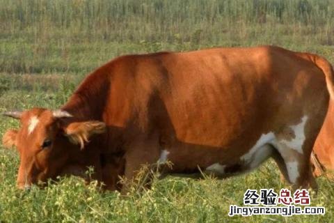 牛的品种及图片大全介绍 牛的品种