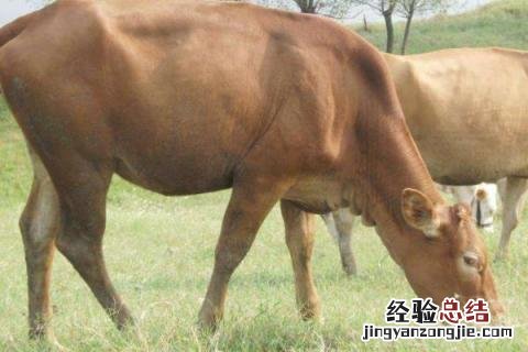 牛的品种及图片大全介绍 牛的品种