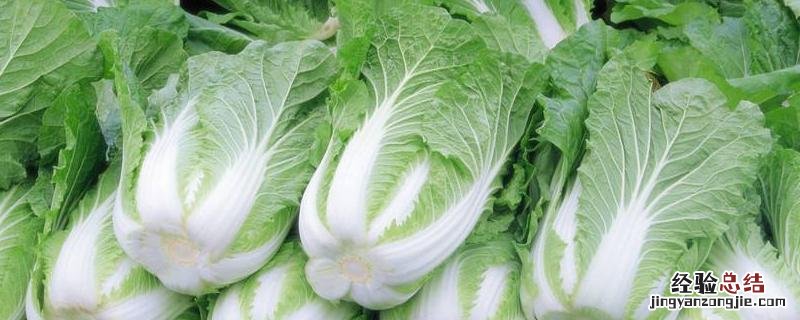 白菜一亩地种多少颗，附种植管理和施肥