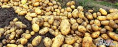 丽薯6号土豆亩产 丽薯6号品种特性，亩产多少斤