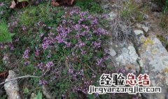 百里香的功效与作用及禁忌 百里香的功效与作用