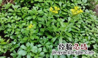 费菜的功效与作用和禁忌 费菜的功效与作用及禁忌