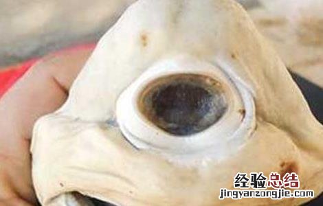 独眼鲨鱼真的存在吗知乎 独眼鲨鱼真的存在吗