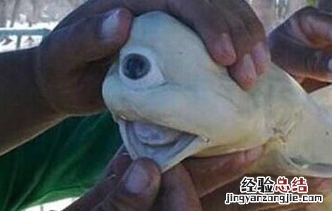 独眼鲨鱼真的存在吗知乎 独眼鲨鱼真的存在吗