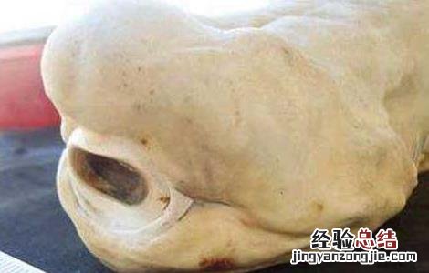 独眼鲨鱼真的存在吗知乎 独眼鲨鱼真的存在吗