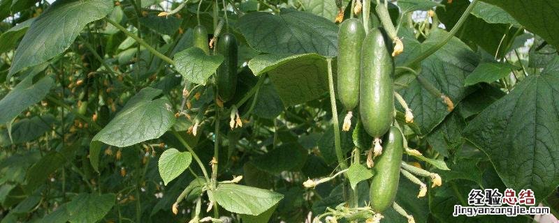 大棚黄瓜种植技术之黄瓜管理技术，需要什么肥料好