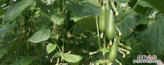 大棚黄瓜种植技术之黄瓜管理技术，需要什么肥料好