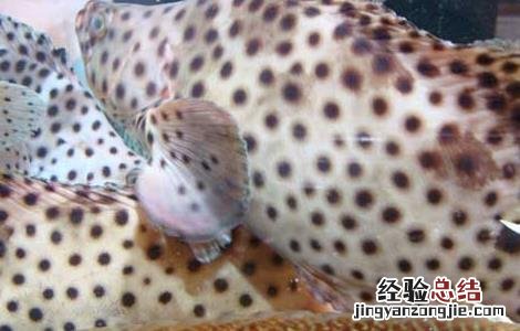老鼠斑的养殖方法 老鼠斑的养殖方法有哪些