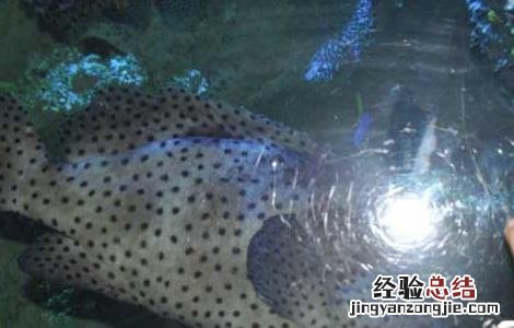 老鼠斑的养殖方法 老鼠斑的养殖方法有哪些