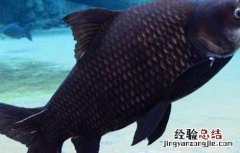 巨暹罗鲤人工养殖 巨暹罗鲤的养殖技术