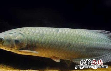 巨骨舌鱼为什么不能吃 巨骨舌鱼能吃吗