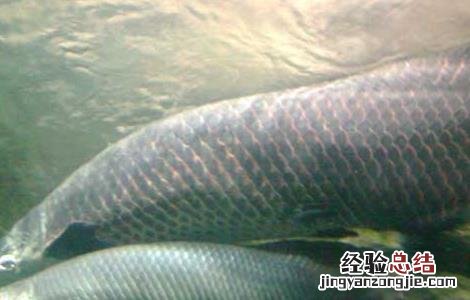 巨骨舌鱼为什么不能吃 巨骨舌鱼能吃吗