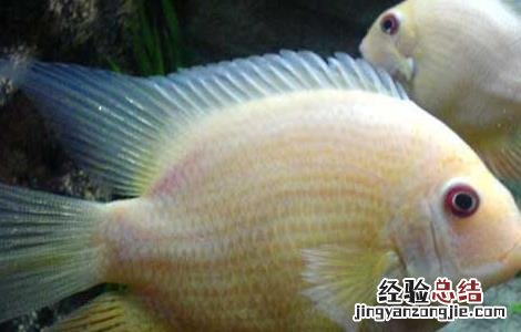 菠萝鱼怎么饲养好 菠萝鱼如何饲养