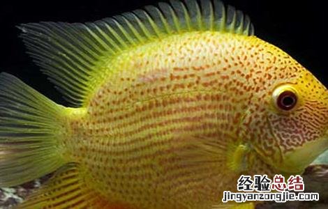 菠萝鱼怎么饲养好 菠萝鱼如何饲养