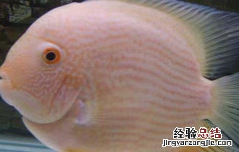 菠萝鱼怎么饲养好 菠萝鱼如何饲养