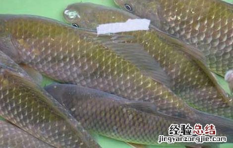 鲫鱼出血病的防治方法 鲫鱼出血病的防治方法有哪些