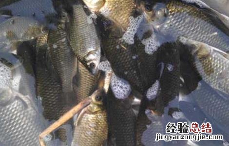 鲫鱼出血病的防治方法 鲫鱼出血病的防治方法有哪些