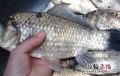 鲫鱼出血病的防治方法 鲫鱼出血病的防治方法有哪些