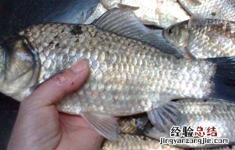 鲫鱼出血病的防治方法 鲫鱼出血病的防治方法有哪些