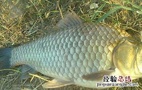 鲫鱼出血病的防治方法 鲫鱼出血病的防治方法有哪些