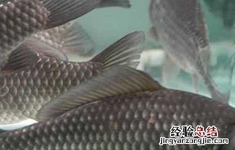 鲫鱼出血病的防治方法 鲫鱼出血病的防治方法有哪些