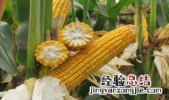 玉米在水里煮几分钟会熟 玉米在水里煮几分钟